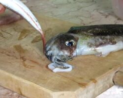 Ayvalık Beğendili Sübye Tarifi – Size Yemek Tarifleri