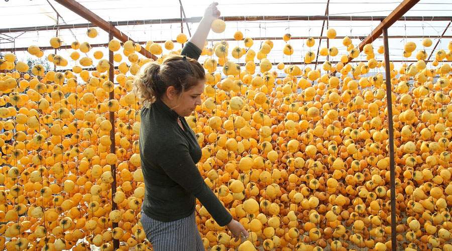Cennet (Trabzon) hurması nasıl kurutulur? 2 farklı pratik kurutma yöntemi
