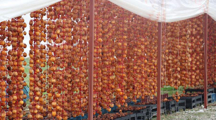 Cennet (Trabzon) hurması nasıl kurutulur? 2 farklı pratik kurutma yöntemi