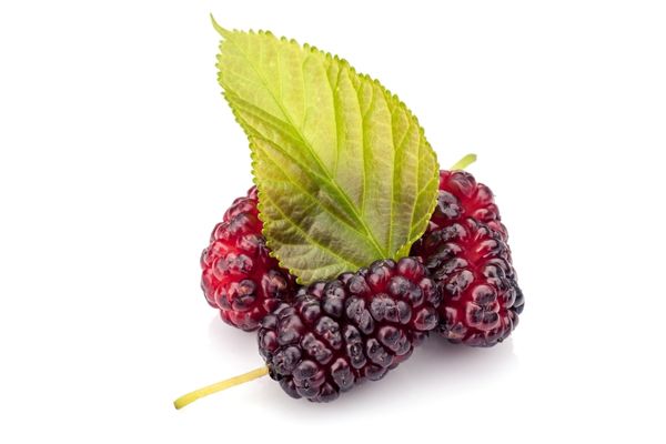 dut yaprağının faydaları