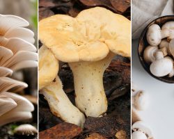 Türkiye’de Yetişen Mantar Çeşitleri: Yenilebilir Ve Zehirli Mantar Türleri Nelerdir?