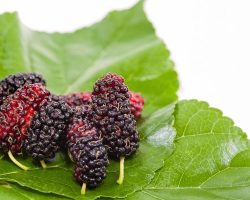 Dut Yaprağının Faydaları: Neye İyi Gelir, Ne İşe Yarar?