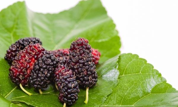 Dut Yaprağının Faydaları: Neye İyi Gelir, Ne İşe Yarar?