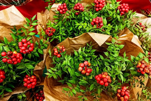 kokina çiçeği çoğaltılması