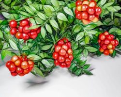 Yılbaşı Çiçeği Kokina Bakımı, Çoğaltılması ve Anlamı