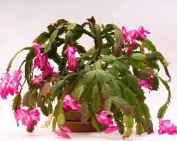 Yılbaşı Kaktüsü: Evde Bakımı ve Çoğaltılması