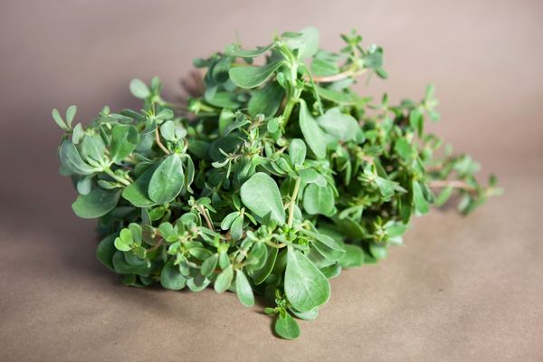 semizotu neye iyi gelir