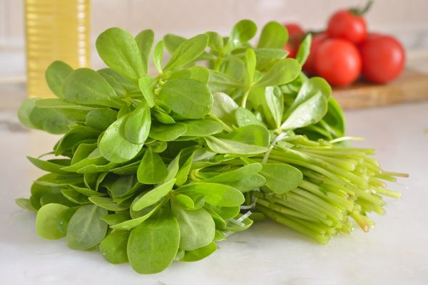 semizotu neye iyi gelir