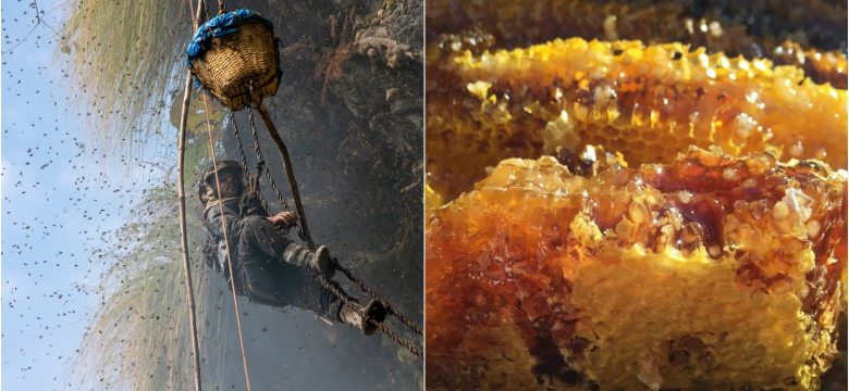 Nepal ve Karadeniz’deki Çiçeklerden Elde Edilen Halüsinojenik Gıda: Deli Bal