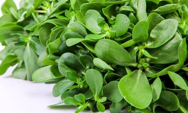 Semizotu Faydaları: Neye İyi Gelir, Ne İşe Yarar?