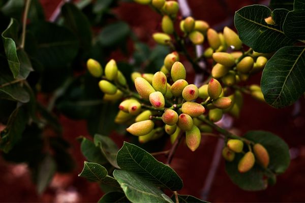 antep fıstığı nedir
