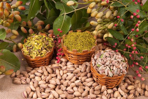 antep fıstığının özellikleri