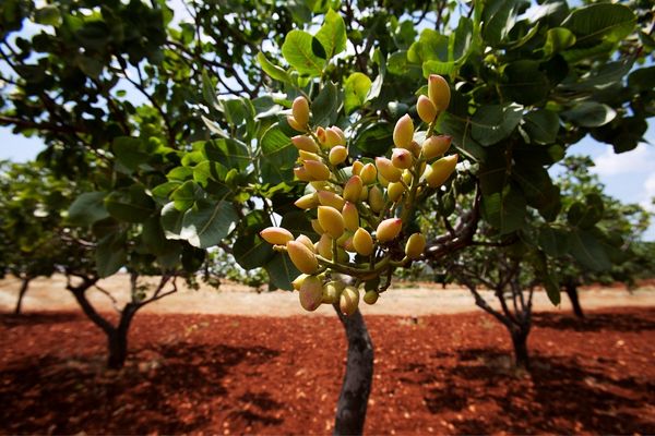 antep fıstığı ağaçları nerede yetişir