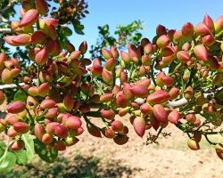 Türkiye’de Antep Fıstığı Nerede ve Hangi Şehirde Yetişir?