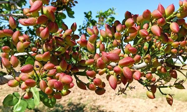 Türkiye’de Antep Fıstığı Nerede ve Hangi Şehirde Yetişir?