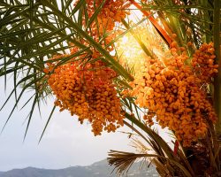 Hurma Ağacı Nasıl ve Nerede Yetiştirilir?