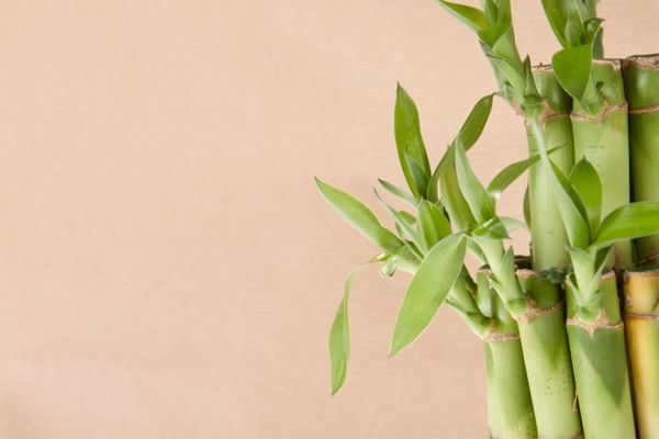 bambu