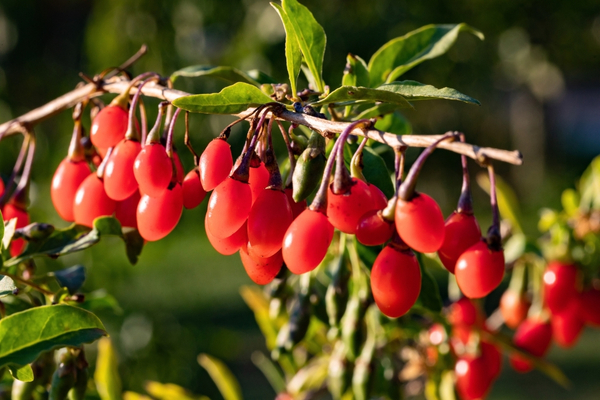 goji berry