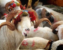 Güncel Kurbanlık, Hisse ve Kilogram Fiyatları 2024