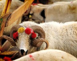 Kurban Nasıl Kesilir? İslami Kurallara Uygun Kurban Kesimi