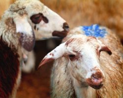 Kurban Vekâleti Nasıl Verilir, Alınır, Ücreti Ne Kadar? Diyanet