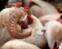 Rüyada Kurban Kesmek, Kurbanlık Görmek Ne Anlama Gelir?