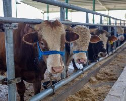 Uzmanı uyardı: Yeni kesilmiş kurban etine sakın bu hatayı yapmayın!