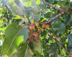 Antep fıstığı Güz Güzeli ile her yıl hasat verecek