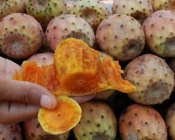 İbn-i Sina’nın en sevdiği meyveymiş! Adı kaktüs inciri kendisi ecza deposu