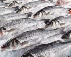 MasterChef tutkunlarına: Tuzda balık tarifi ve bilmeniz gereken püf noktaları…