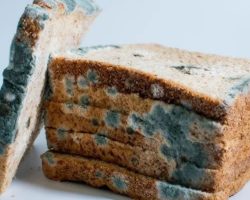 Küflü ekmeği sakın çöpe atmayın! Küflü ekmek ile yapabileceğiniz birbirinden lezzetli tarifler