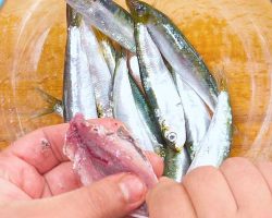Antioksidanlar açısından zengin sardalya balığı temizleme aşamaları ve püf noktaları