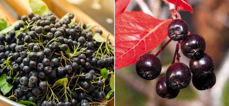 Antikanser Etkisiyle Bilinen Aronya Meyvesi Nedir, Faydaları Nelerdir?